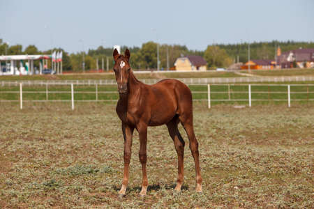 handsome brown young horse or colt grazing at a horse farmの写真素材