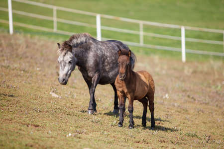 a pony with a foal grazing at a horse farmの写真素材
