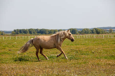 handsome young horses running at a horse farmの写真素材