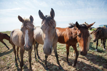 Beautiful horses grazing in the pasture at a horse farmの写真素材