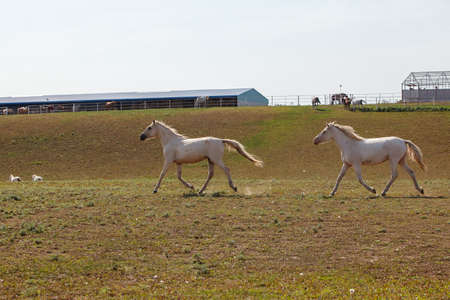 handsome young horses running at a horse farmの写真素材