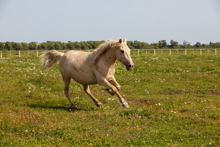 handsome young horse running at a horse farmの写真素材