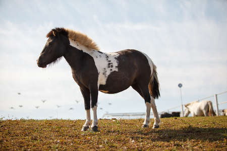 handsome horse grazing at a horse farmの写真素材