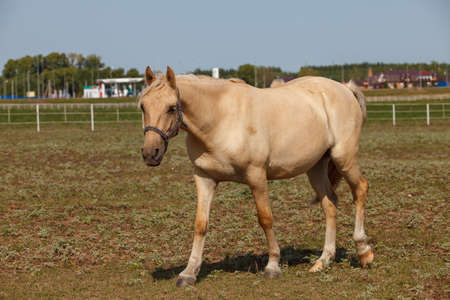 handsome horse grazing at a horse farmの写真素材