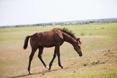handsome brown young horse or colt grazing on the fieldの写真素材