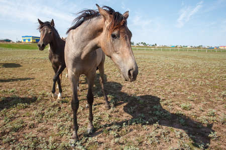 Beautiful horses grazing in the pasture at a horse farmの写真素材