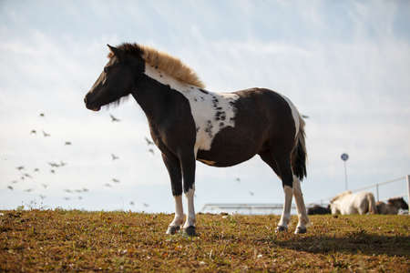 handsome horse grazing at a horse farmの写真素材
