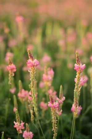Field of pink wild flowers の写真素材