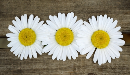 Three chamomiles on old wooden boardsの写真素材