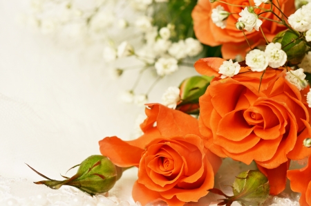 Orange roses on white backgroundの写真素材