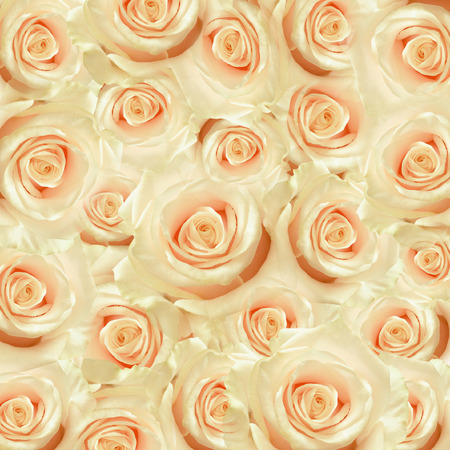 White rose flowers for holiday backgroundの写真素材