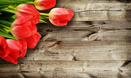 Red tulip flowers on dark wooden backgroundの写真素材