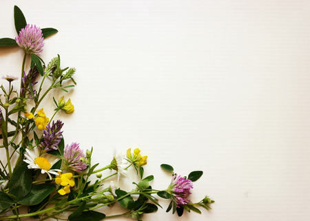 Wild flowers corner on white carton backgroundの写真素材
