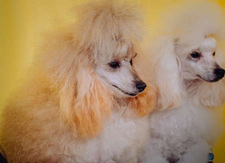 dog poodle white and cream two little beautiful poodles watching the sideの写真素材