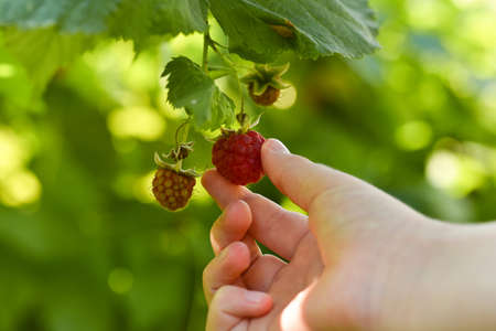 Raspberries being picked, picking raspberries on the farm. childs hand holding a raspberryの写真素材
