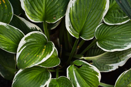 Hosta patriot. Close up of the leaves of the Hosta Patriot. Hosta Patriot plant in the garden....