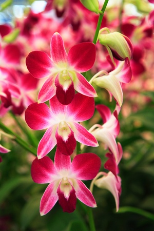beautiful orchid flowersの写真素材
