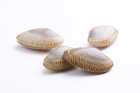 Clams on white background 