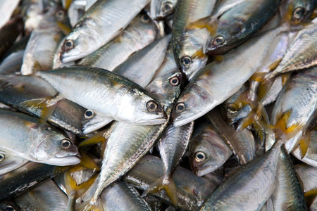mackerel fishesの写真素材
