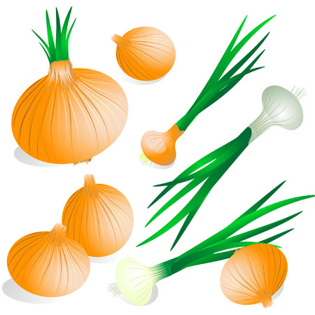 onionのイラスト素材