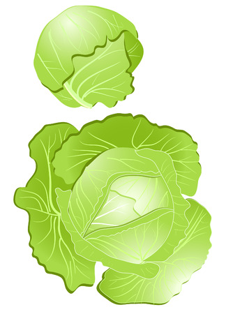cabbageのイラスト素材