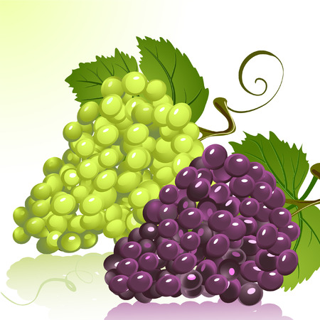 Grapesのイラスト素材