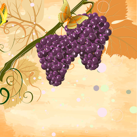 bunchesのイラスト素材