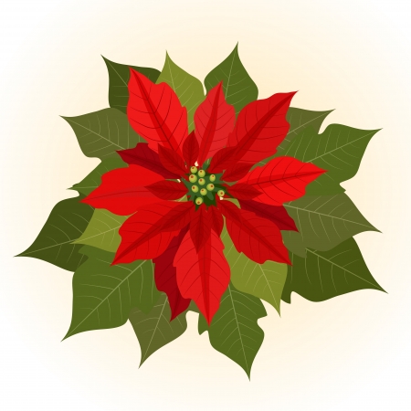 Poinsettia flowers for christmasのイラスト素材