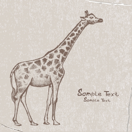 picture Giraffe Artのイラスト素材