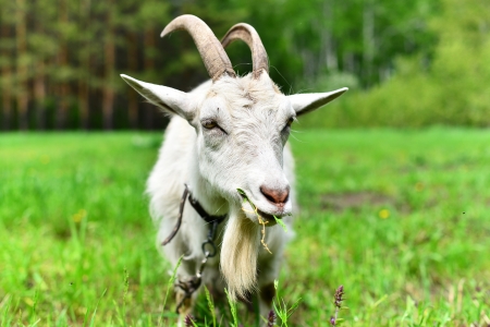 goat grazing in a meadowの写真素材