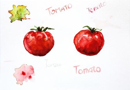 watercolor painting of tomatoの写真素材