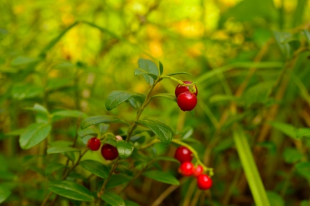 Lingonberry useful wild berry
