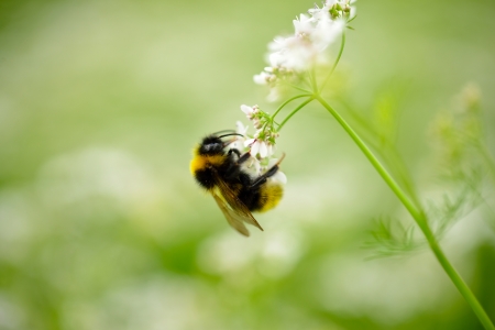 bumble bee on a flowerの写真素材