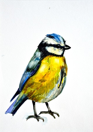 watercolor drawing of cute birdの写真素材
