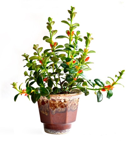 Home flower in a pot. Hypocyrta Nematanthusの写真素材