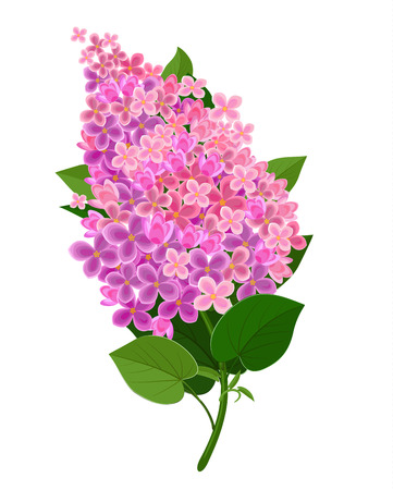 Lilac flower isolatedのイラスト素材