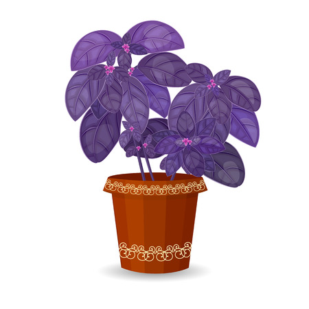 purple basil herb in a flower potのイラスト素材