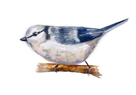 watercolor drawing of birdの写真素材