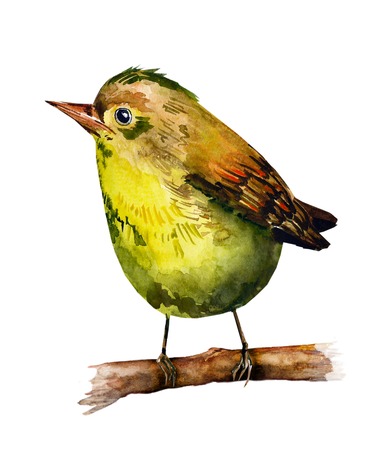 watercolor drawing of birdの写真素材