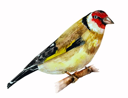 watercolor drawing of birdの写真素材