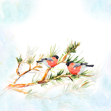 watercolor drawing of birdの写真素材