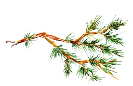 pine branch. watercolorの写真素材