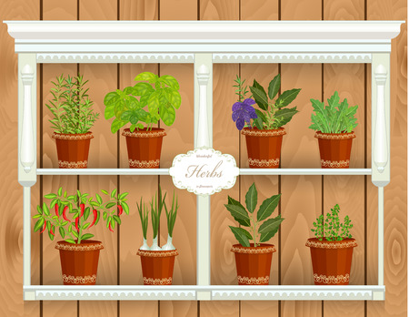 shelfs with collection of herbs in a flowerpots at marketのイラスト素材