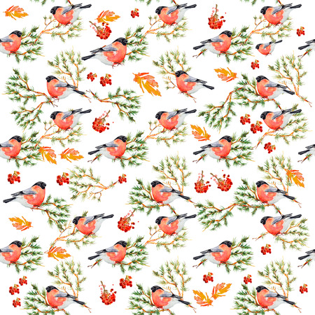 nature seamless texture with pine branch and bullfinch watercolorの写真素材