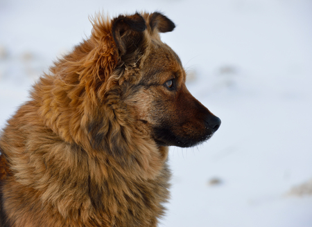 portrait of a cute dogの写真素材