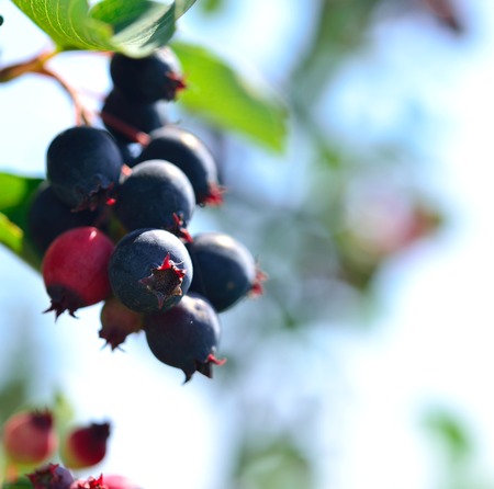 saskatoon berry delicious on deciduous shrubの写真素材