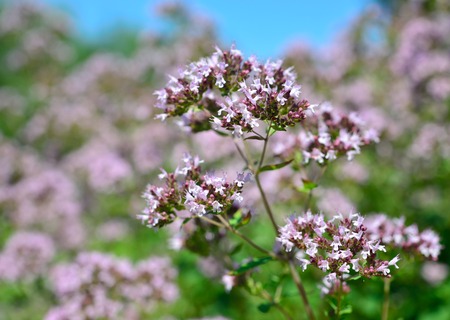 Medicinal plant and spice. Origanum vulgareの写真素材