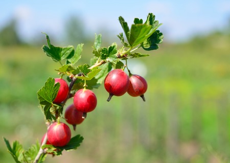 branch of pink gooseberry on nature blur backgroundの写真素材
