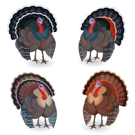 Collection of Turkeys for your designのイラスト素材