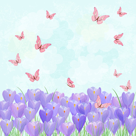 field of blooming crocus with flying butterflies for your designのイラスト素材